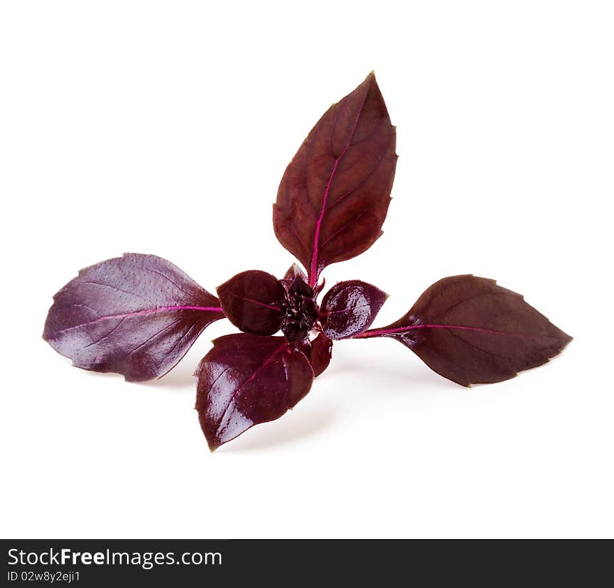 Leaves of basil on a white background