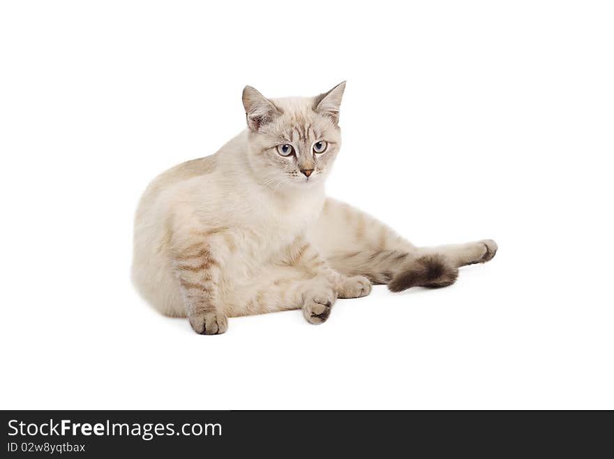 The light-beige striped cat lays on a white background. The light-beige striped cat lays on a white background