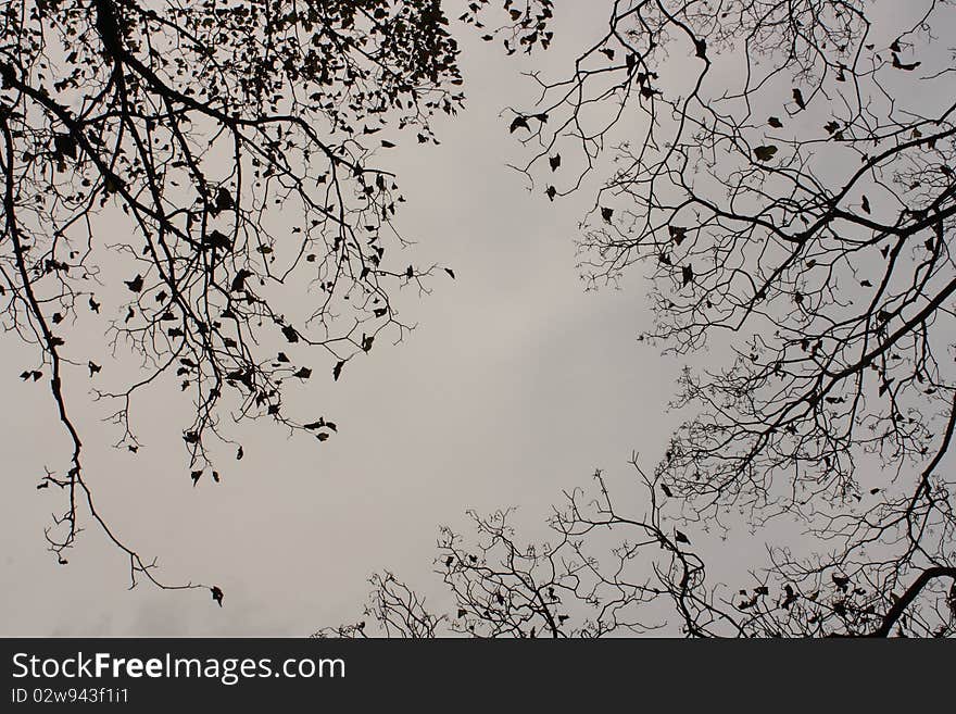 Autumnal Branches on a Natural Cloud Background. Autumnal Branches on a Natural Cloud Background