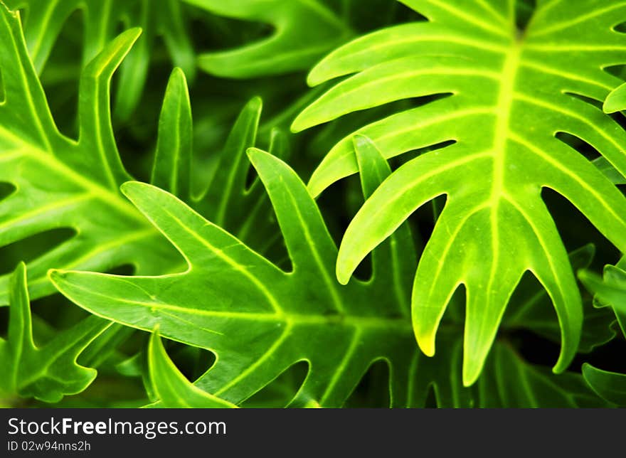 Close up of tropical plant leafs