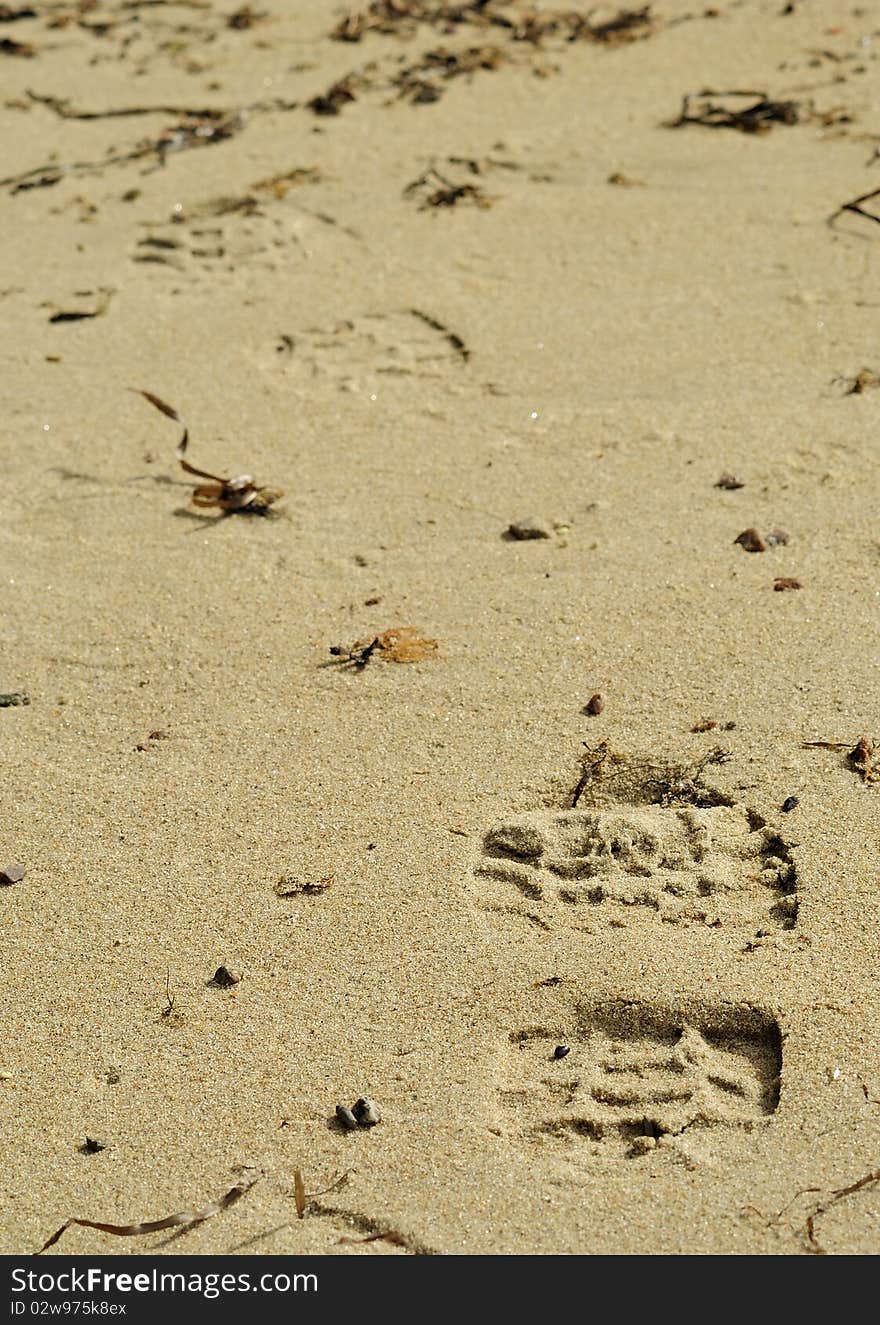 Shoe trail on the beach in autumn season