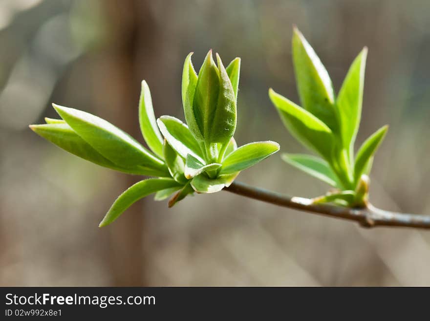 Budding Leaves