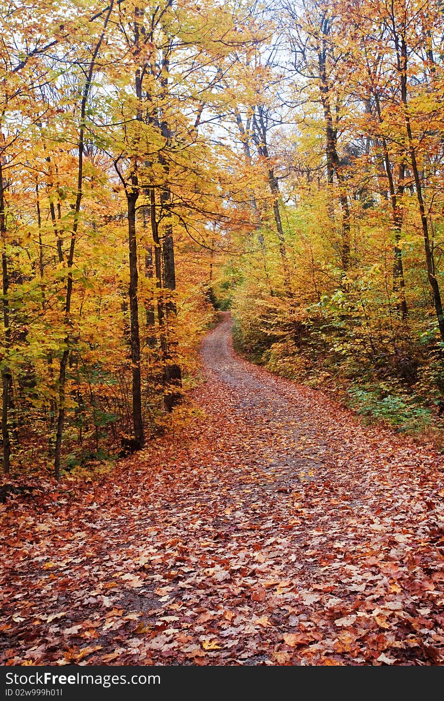 It's Fall Color Road with full of leaves covering. Taken at Algonquin park Ontario Canada.