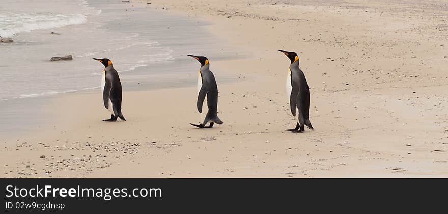 Three penguins in a row in the falkland islands