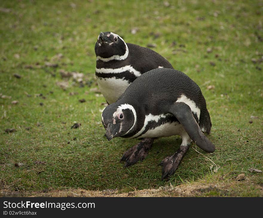 Two curious magellanic penguins