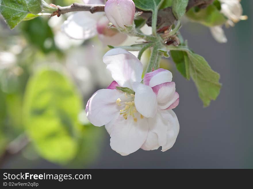 Apple Blossom Close-up