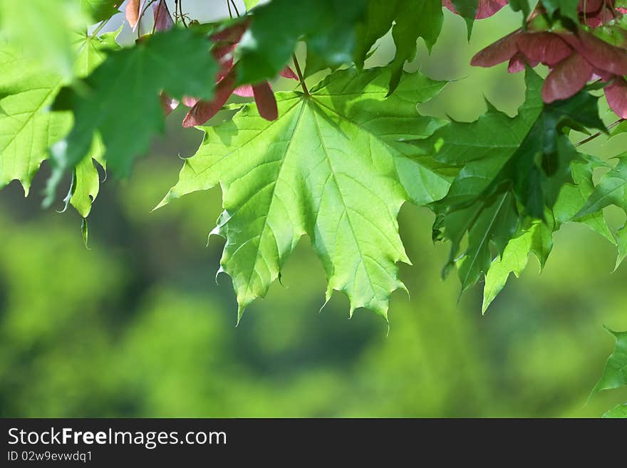 Leaves. Beautiful colors of summer