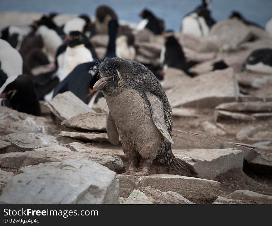 Dirty Rockhopper Penguin in the falkland islands