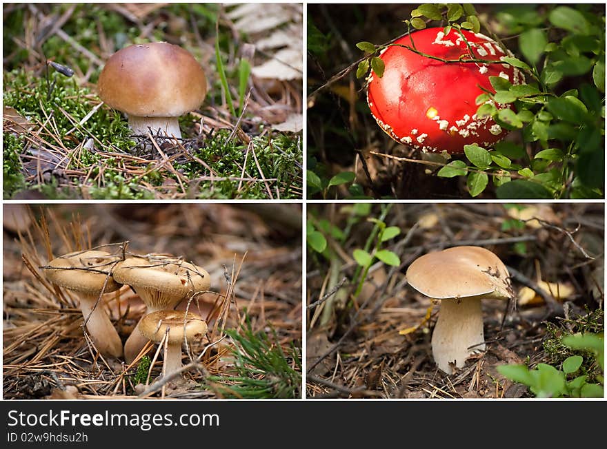 Four pictures of mushrooms. Collage.