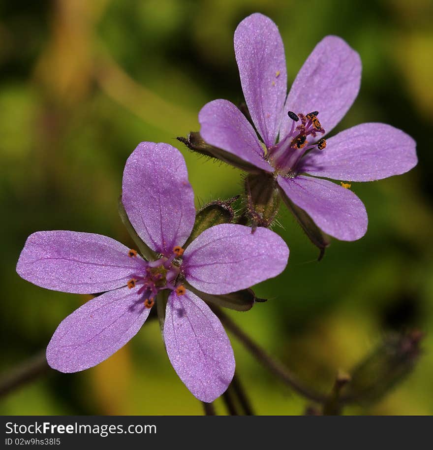 Erodium cicutarium