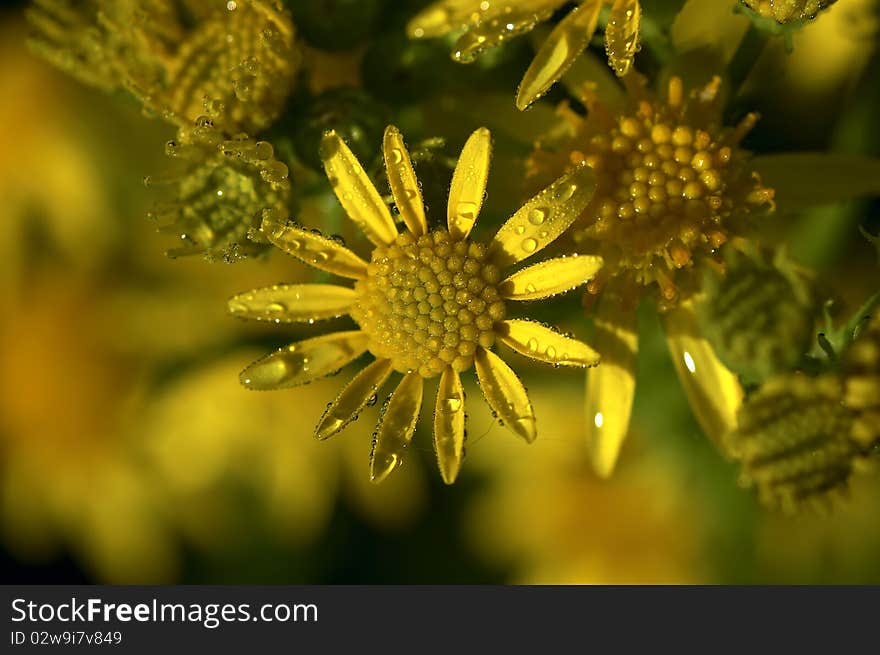 Yellow Wild Flower in Dew