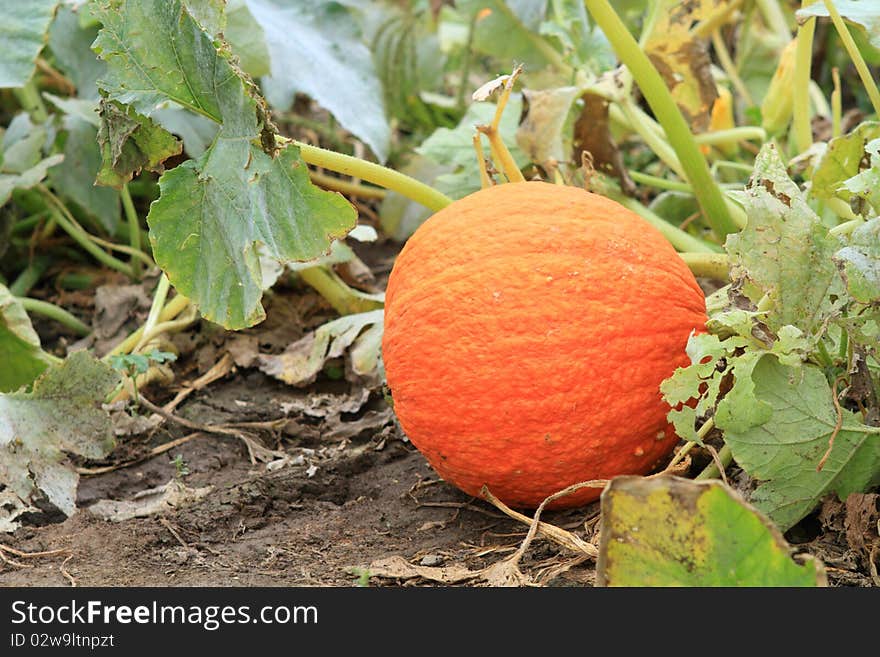 Round orange pumpkin ripening in the garden