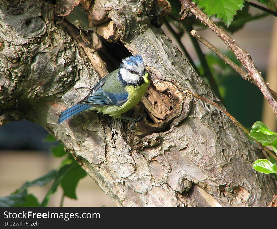 Blue tit by nesting site with maggot to feed its chicks