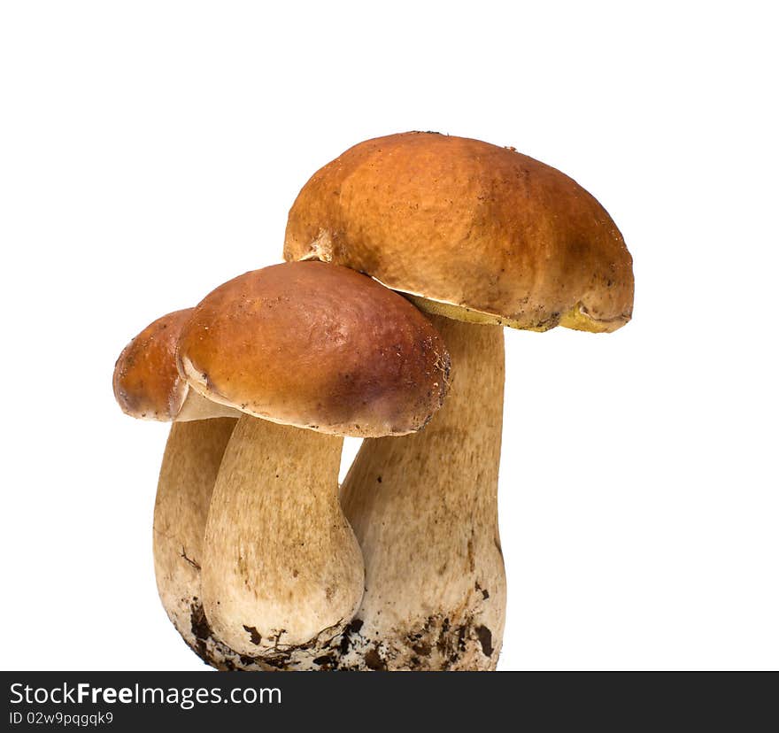 Three cep.