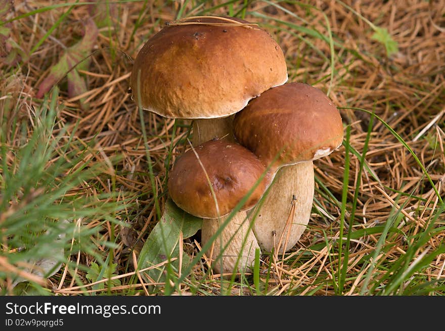 Three ceps close up growing in coniferous wood. Three ceps close up growing in coniferous wood.