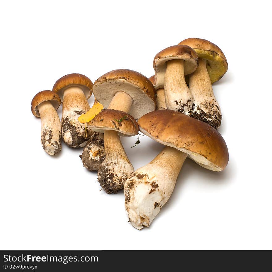 Fresh cep isolated on white background. Fresh cep isolated on white background.