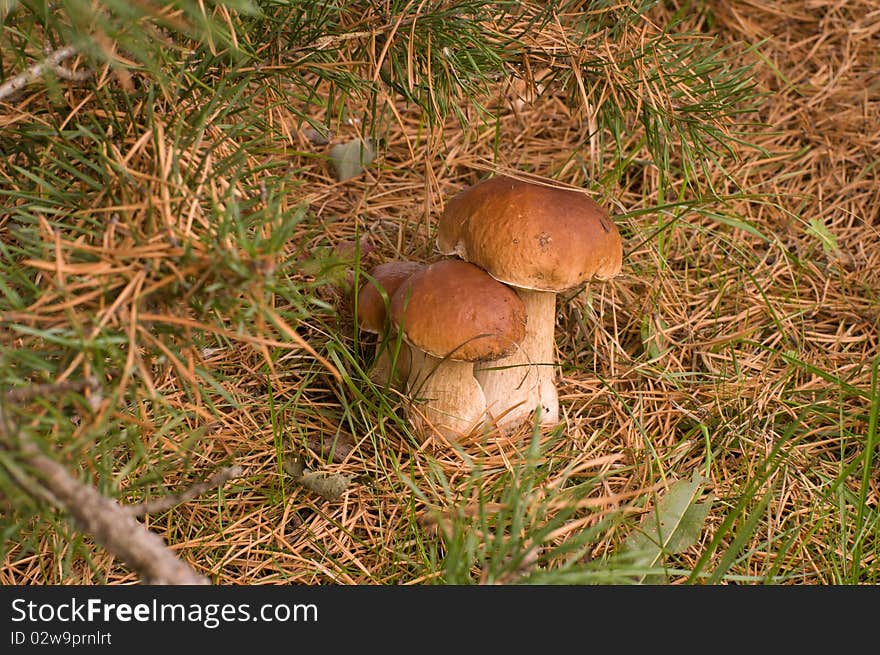 Three ceps close up growing in coniferous wood. Three ceps close up growing in coniferous wood.