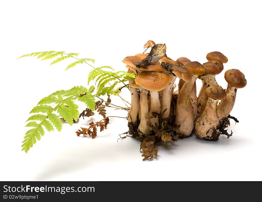 Group of honey agarics it is isolated on a white background. Group of honey agarics it is isolated on a white background.