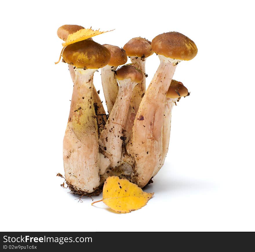 Group of honey agarics it is isolated on a white background. Group of honey agarics it is isolated on a white background.