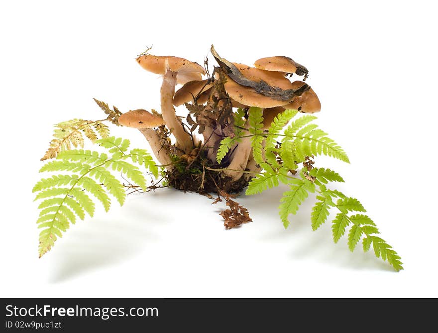 Group of honey agarics and fern it is isolated on a white background. Group of honey agarics and fern it is isolated on a white background.