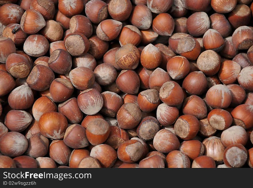 Natural texture with harvested hazelnuts