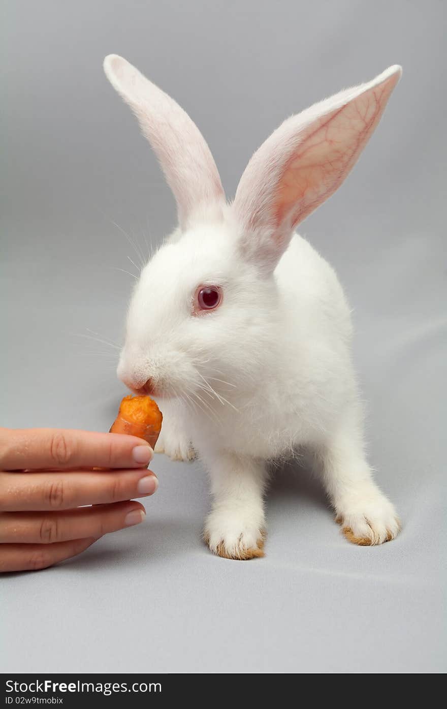 Young white rabbit with long ears, eats carrots in a female hand. Young white rabbit with long ears, eats carrots in a female hand