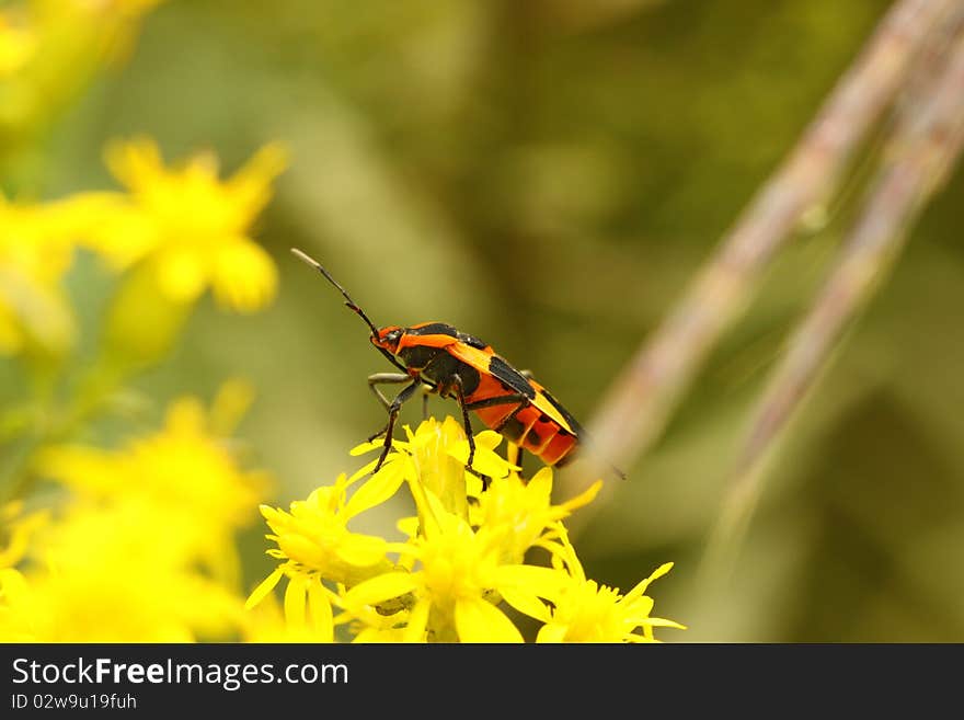 Large Milkweed Bug (Oncopeltus fasciatus)