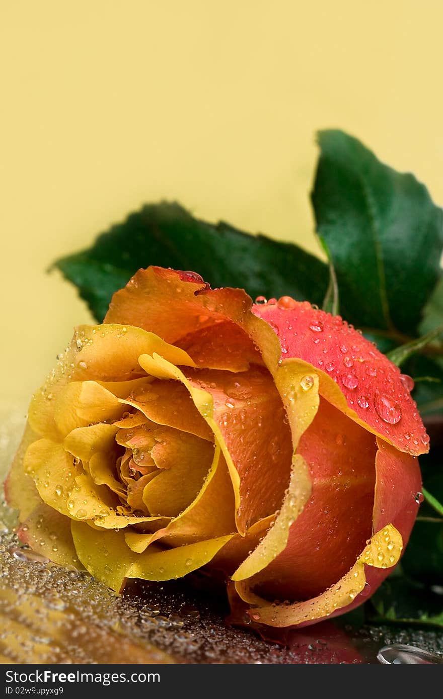 Yellow rose with water drops