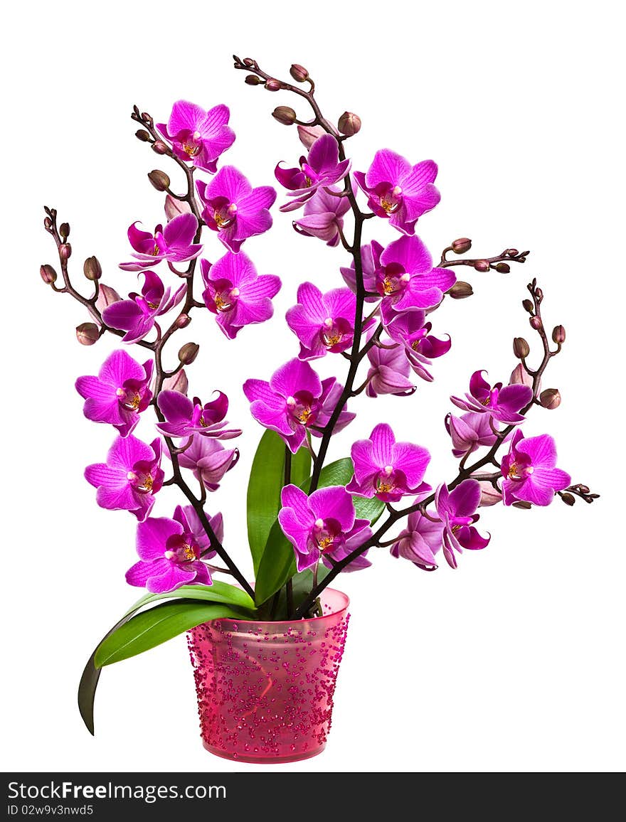 Orchid in a pot