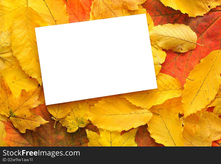 Blank card surrounded by beautiful autumn leaves. Blank card surrounded by beautiful autumn leaves