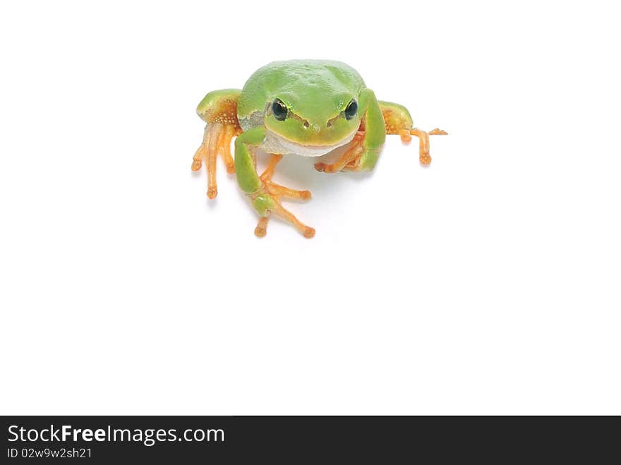 Frog Isolated Looking Over Edge Presenting