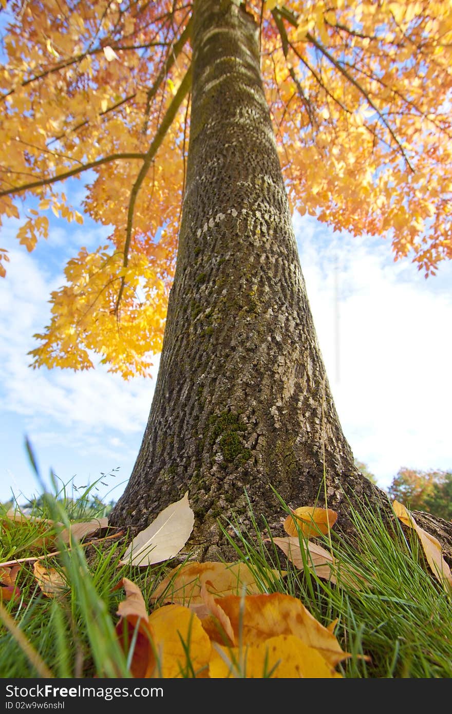 Your head goes here, at the base of an elm