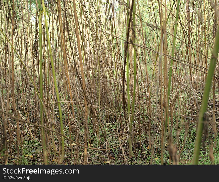 Trunks of dry and green plants create very beautiful background. Trunks of dry and green plants create very beautiful background