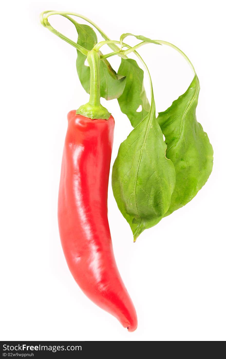 Red pepper on white background