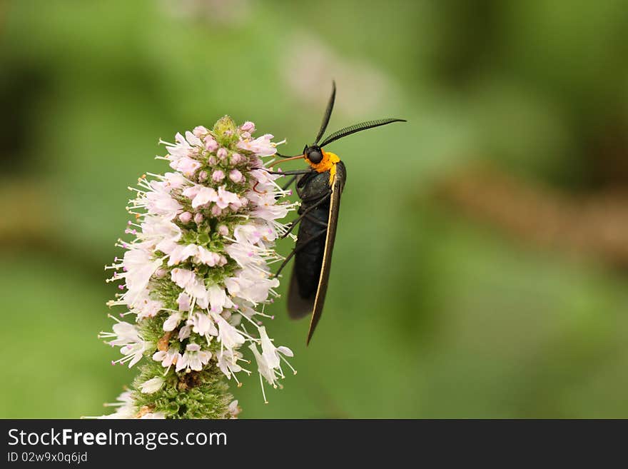 Yellow-collared Scape Moth (Cisseps Fulvicollis)