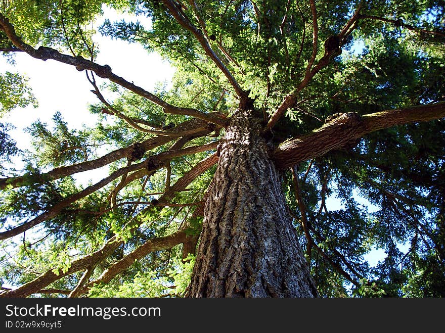 Tree top from the ground. Tree top from the ground