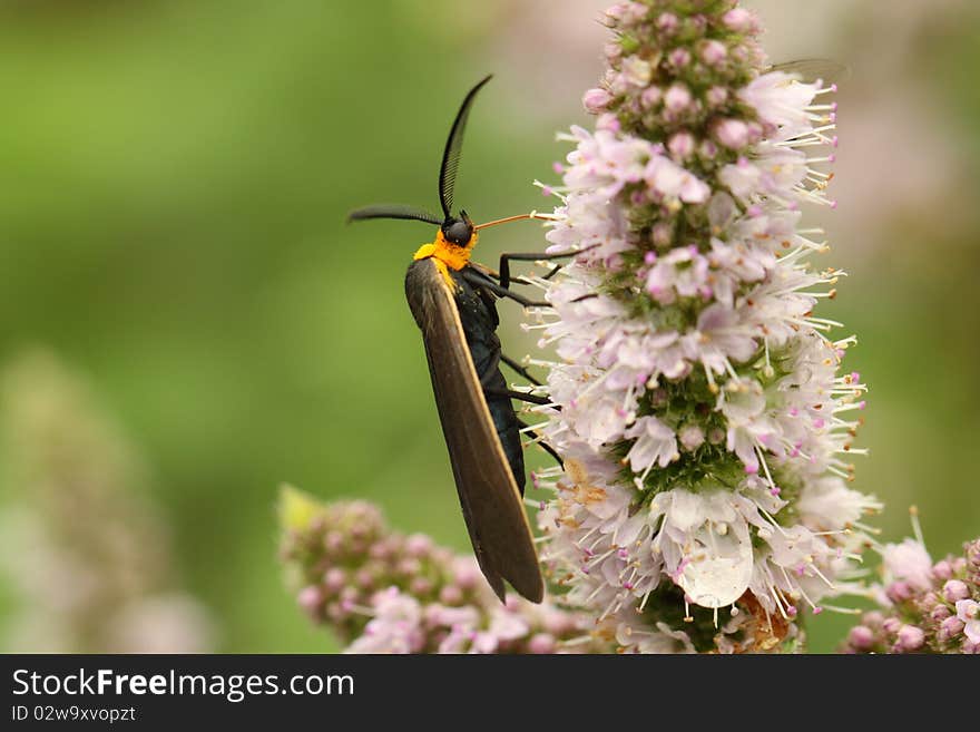 Yellow-collared Scape Moth (Cisseps fulvicollis)