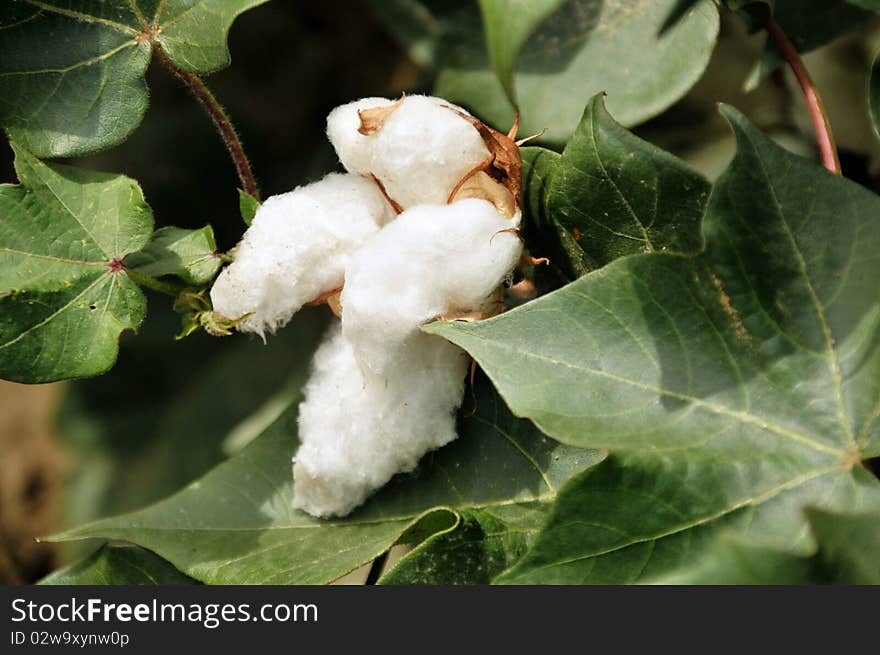 White shining  cotton bud in a cotton field