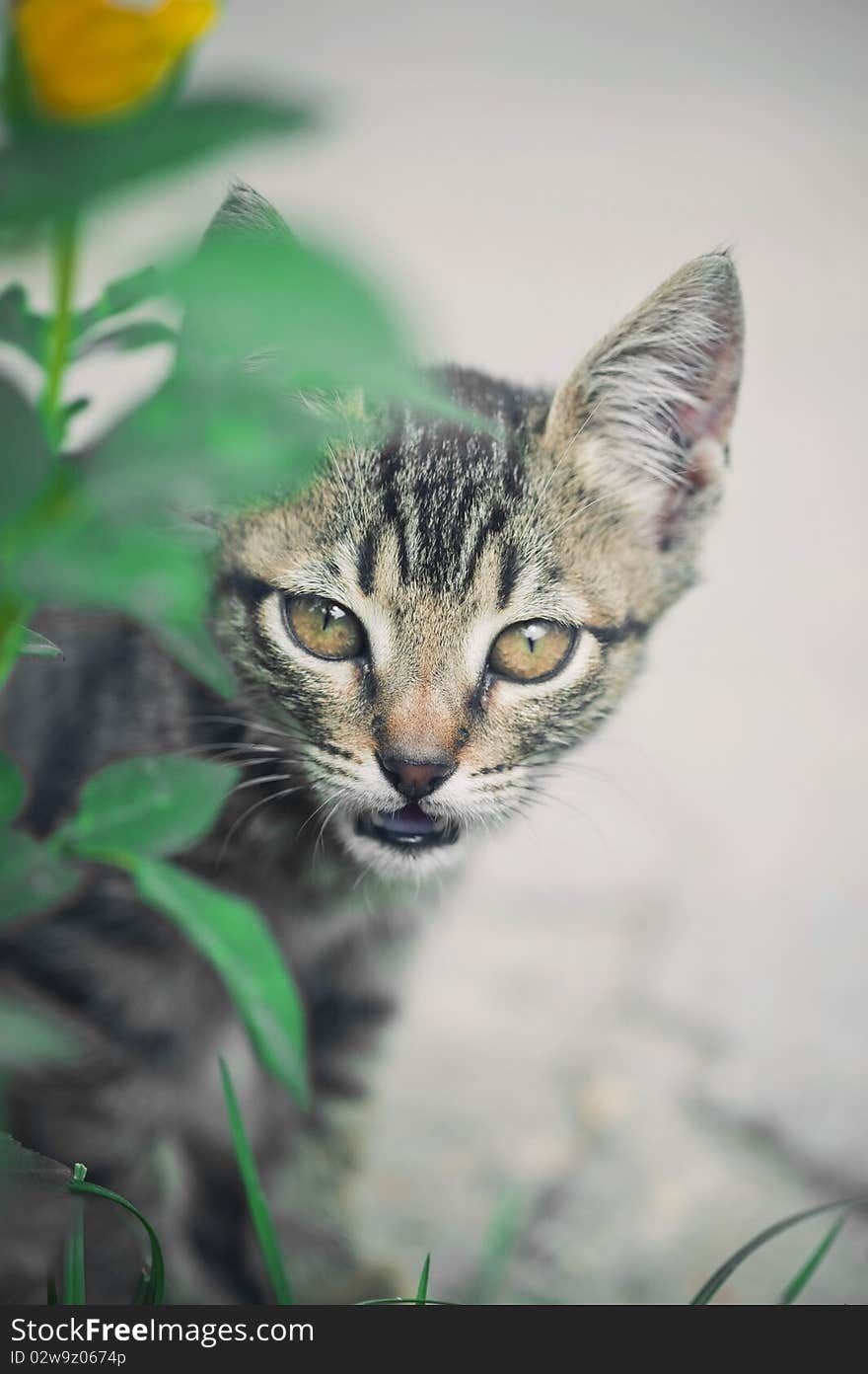 Small cat is hunting behind a green grass. Small cat is hunting behind a green grass