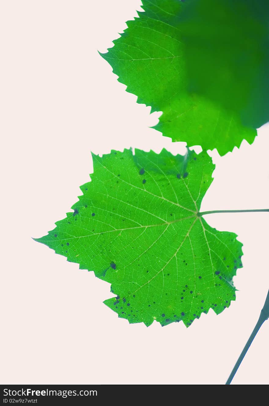 Grape leaves composite with pale pink background