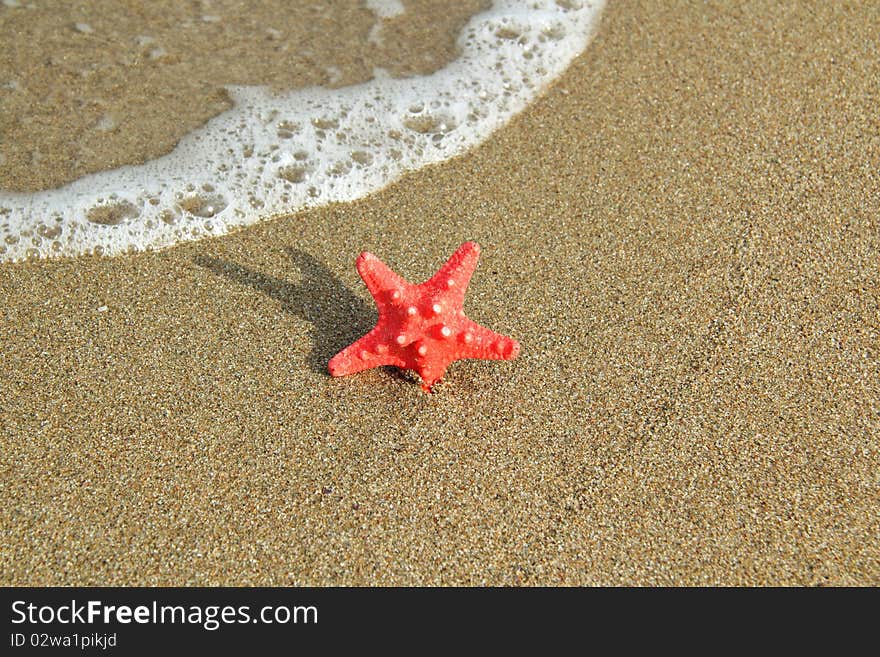 Red starfish on sea sand