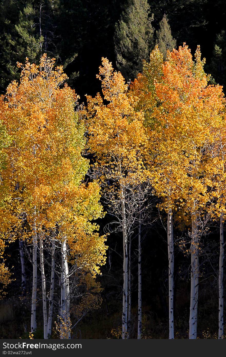 Colorful Aspen trees