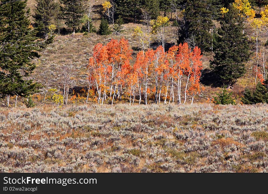 Colorful Aspen Trees