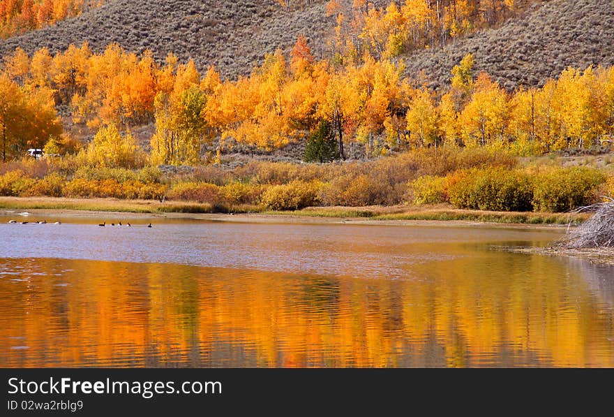 Bright Yellow Aspen trees by the river. Bright Yellow Aspen trees by the river