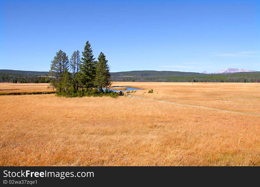 Trees In The Open Dry Land