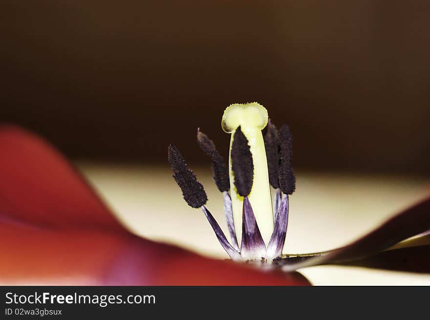 A close up of a tulip