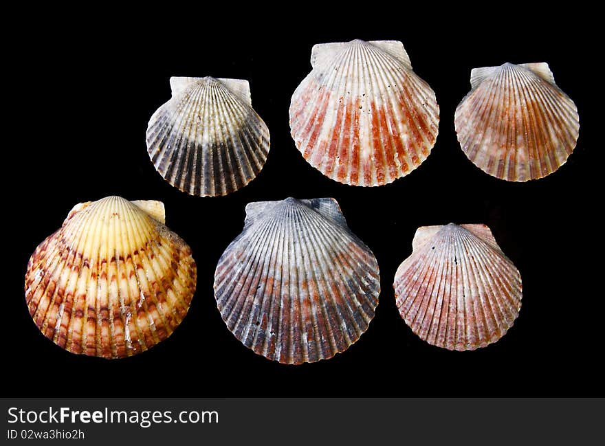 Arrangement of Sea shells on black background, clam, oyster, and scallop