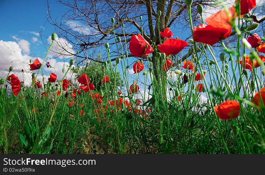 Idilic image of field of poppies