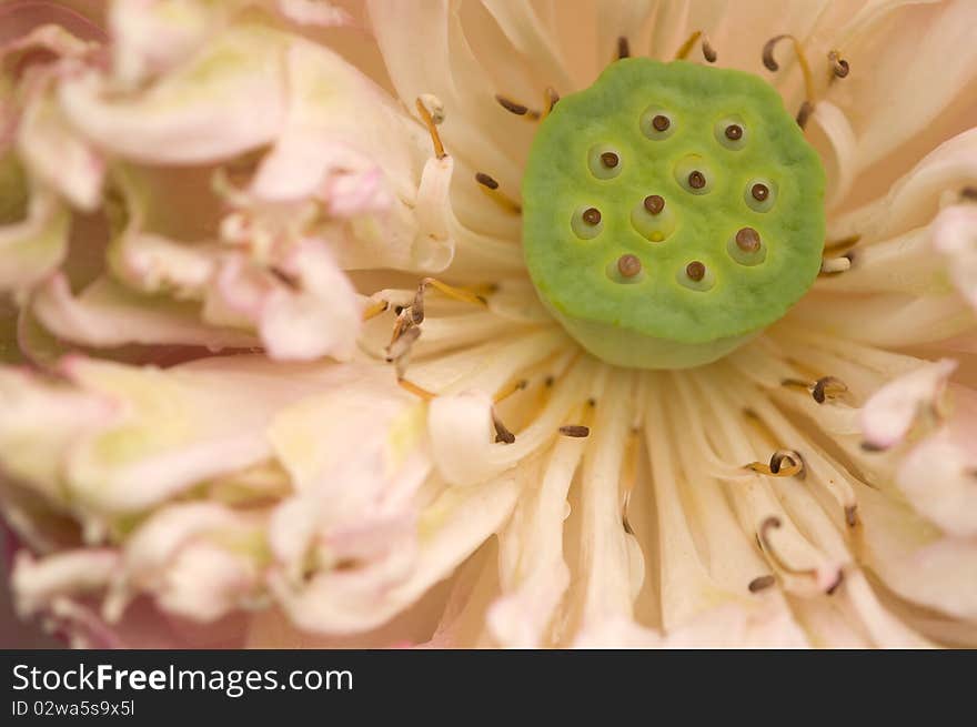 Closeup On Water Lily Pod.