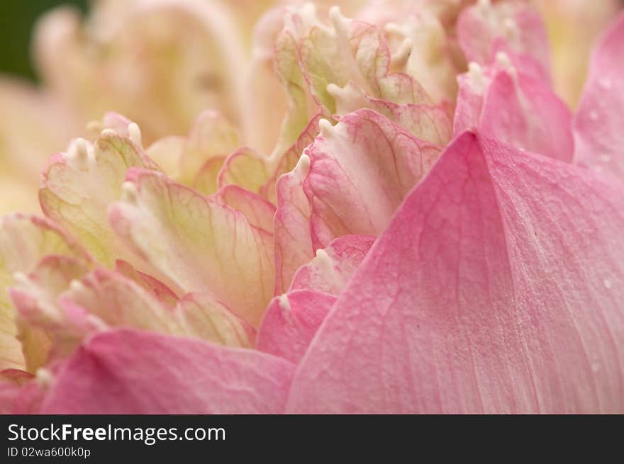 Closeup On Water Lily Petals.